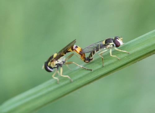 Sphaerophoria scripta
